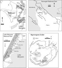Image result for Justicia stachytarphetoides