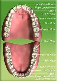 Photograph Showing The Position Of Permanent Central Incisor Lateral Incisor Canine First Premolar Second Premolar First Molar S Third Molar Molars Teeth