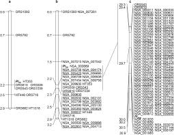 Check tarikh result keluar dan anda sudah boleh buat semakan keputusan pt3 2021 online dan sms seperti diumum lembaga peperiksaan malaysia. Diversification Of The Downy Mildew Resistance Gene Pool By Introgression Of A New Gene Pl 35 From Wild Helianthus Argophyllus Into Oilseed And Confection Sunflowers Helianthus Annuus L Springerlink