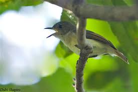 Image result for Newtonia