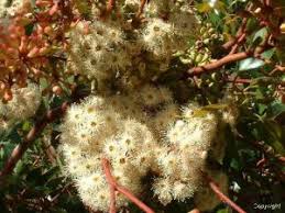 Image result for Combretum schumannii
