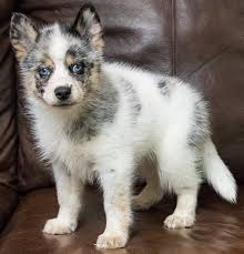 Buy the teacup pomsky puppies for sale and alleviate all your worries related to losing it. Teacup Pomsky Puppies Full Grown Pomsky