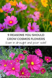 Pin On Gardening Permaculture Aquaponics Farming