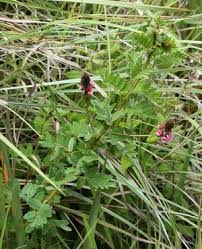 Image result for Indigofera longibarbata