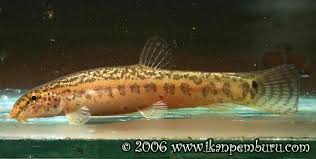 Image result for Cheirostylis lepida