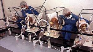 L'oreal beagle testing a viral facebook image purportedly depicts a beagle blinded by l'oreal cosmetics testing, but the image was previously linked with a separate and unrelated controversy in. Petition Maybelline Needs To Stop Animal Testing Change Org
