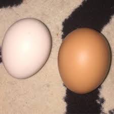 Ada dua jenis telur, yaitu telur ayam kampung dan telur ayam ras. Telur Ayam Kampung Dan Ayam Ras Sudah Tahu Bedanya Titipku