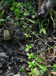 Image result for Galium