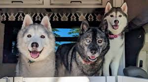 HUSKY DUG GIANT HOLE! They Were Digging Huge Holes Back Then!