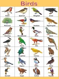 Resultado De Imagen De Birds With Names Birds Pictures With Names Names Of Birds Birds For Kids