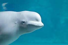 Дельфин белуха