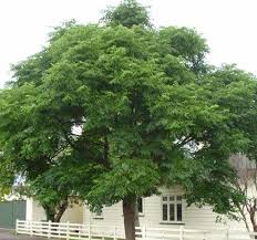 Image result for Melia azedarach