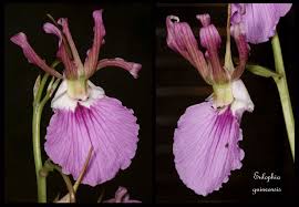 Image result for Eulophia guineensis