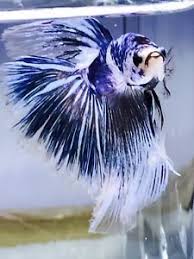 Kamu bisa gunakan fitur cicilan 0% dari berbagai bank sehingga kamu bisa belanja online dengan nyaman di tokopedia. 500 Beautiful Beta Fish Ideas In 2021 Beta Fish Fish Betta