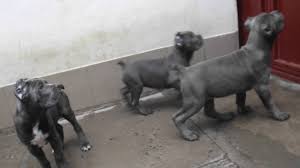 Maybe you would like to learn more about one of these? Cane Corso Females 70 Days Old Blue Puppies Youtube