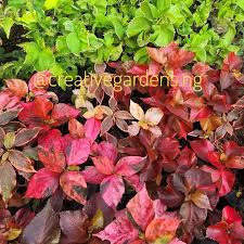 Image result for Acalypha sonderiana