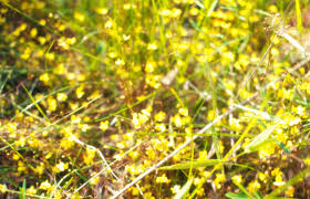 Image result for Utricularia subulata