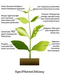 Check spelling or type a new query. Tomato Doctor Plants Plant Nutrients Plant Nutrient Deficiency