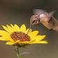 Accessible Birding at Hulls Gulch
