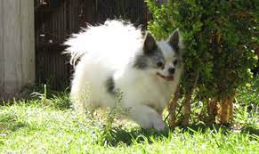 Chihuahuas Hgg Perros De Mexico Venta De Cachorros Venta De Perros Criaderos De Perros Chihuahua