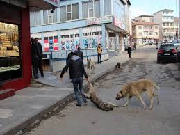 Erzurum Oltu Da Valilik Hayvan Haklari Ihlaline El Koydu Haykonfed Hayvanlarin Yasam Haklari Konfederasyonu