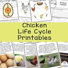 Click on the chapter below that best suits your needs. Chicken Life Cycle Fun With Mama