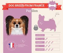 Papillon Dog Breed Vector Infographics This Dog Breed From France