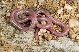 Flickr Login Snake Lizard Reptiles