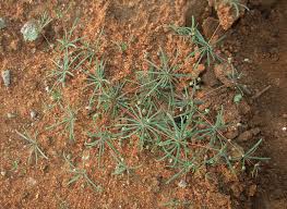 Image result for Hypertelis cerviana