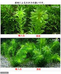 楽天市場 水草 メダカ 金魚藻 国産 無農薬アナカリス ５本 北海道航空便要保温 Charm 楽天市場店