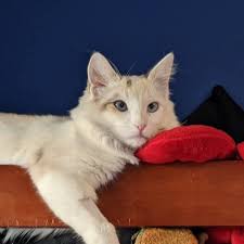 Lost cat Poppy in Old Bridge area near Wilshire Court