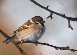 Bildergebnis für sperling