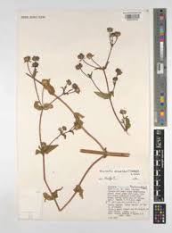 Image result for Micractis bojeri