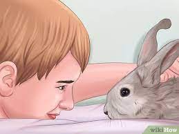 Rabbits are cute and furry and friendly. How To Bond With Your Rabbit 14 Steps With Pictures Wikihow Pet