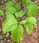 Image result for Sericanthe chimanimaniensis