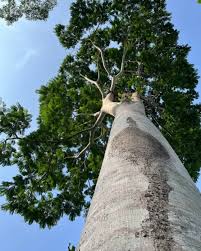 Image result for Ceiba