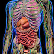 Book of chest anatomy is a passive item. Male Internal Anatomy Of Chest Photograph By Hank Grebe