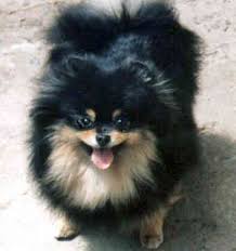 Cute Black And Brown Pomeranian Black And Gold Pomeranian Black Pomeranian Puppies Cute Pomeranian