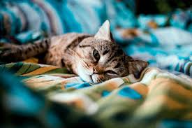 Bookmark us by pressing ctrl + d on your keyboard and check back daily for the funniest kitty cat pictures on the web. Your Pets Can Catch Covid From You And Cats Appear More Susceptible Than Dogs