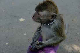 Perasaan tdk mirip tukang doger moyetnya. The Doger Monyet Achmad Makmur