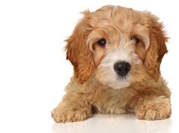 Cavapoo Breeders Care Guide Appearance And Temperament