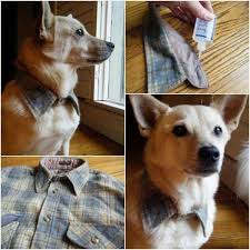 Epingle Par Elodie D Sur Cat Style Bricolage Pour Chat Chien Chat Diy Pour Chien