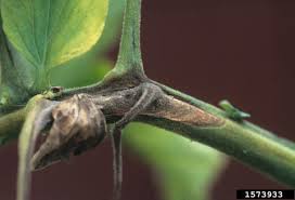 Image result for tomato seedling botrytis