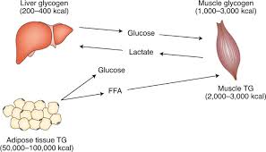 Protein can also be used for energy, but the first job is to help with making hormones after a meal, the blood sugar (glucose) level rises as carbohydrate is digested. Skeletal Muscle Energy Metabolism During Exercise Nature Metabolism