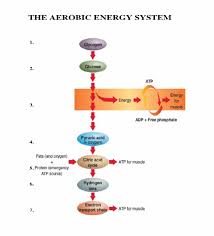 One gram of carbohydrate provides four calories of energy to the muscles, which is why carbs are the most important source of fuel for exercise. Fatigue Part 4 The Aerobic Energy System Complete Track And Field