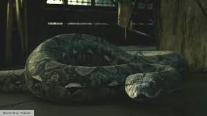 Nagini in Harry Potter explained - the sad story of Voldemort's snake