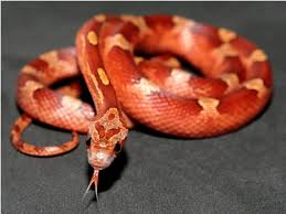 Corn snakes come in a spectacular array of colors and patterns. Corn Snakes For Sale 2016