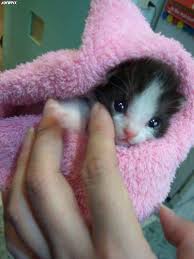 I had one black cat that could say mama and thats what he called me. Black White Kitten Wrapped In Pink Cute Baby Animals Kittens Cutest Baby Baby Cats