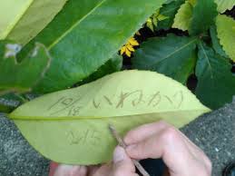 タラヨウ 実生 植物 苗木 植木 生産販売 通販 リスト