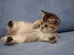 En Tatli Kedi Cinsleri File Army